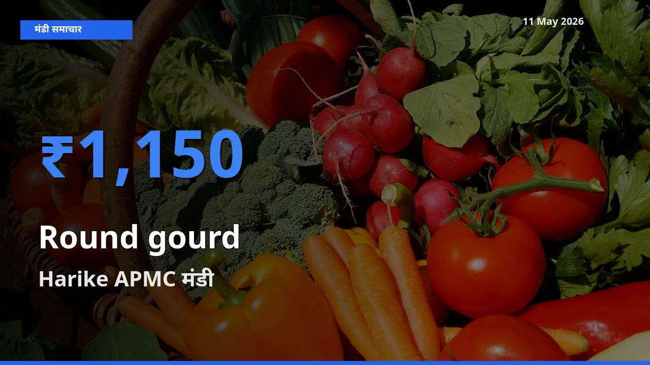 11 May अपडेट: गोल लौकी के सबसे ऊँचे दाम Harike APMC मंडी में