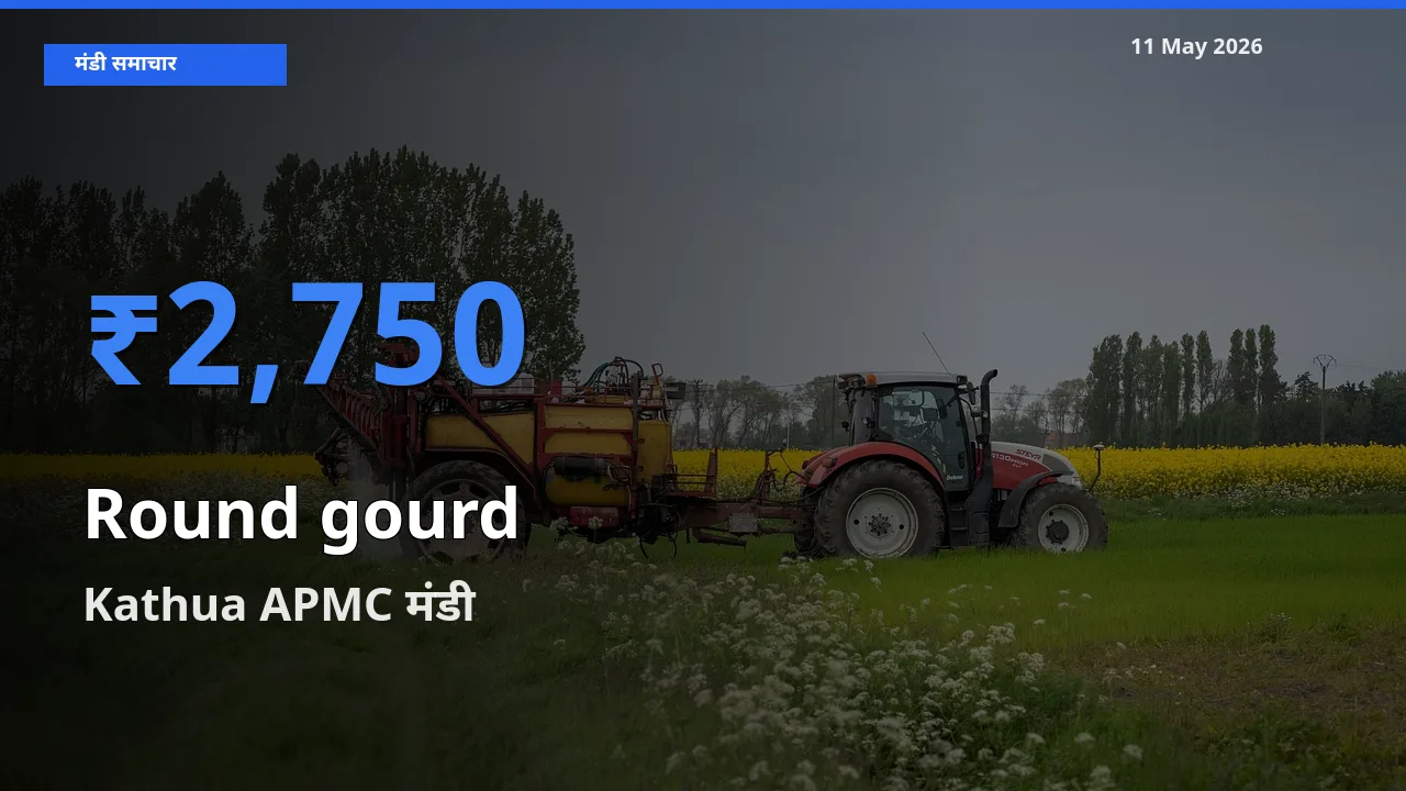 Kathua APMC मंडी में गोल लौकी ₹2,750 पर पहुँचा – आज का सर्वोच्च भाव