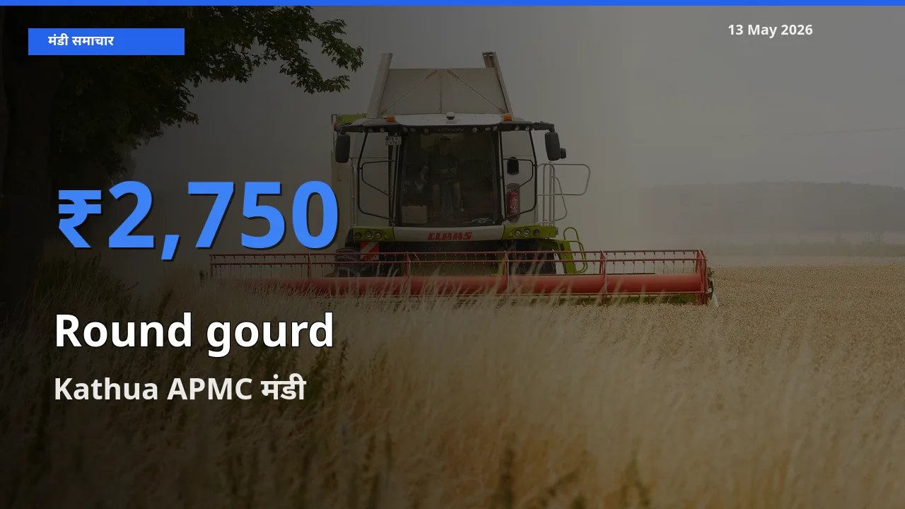 टॉप मंडी बना Kathua APMC! गोल लौकी के सबसे ऊँचे दाम यहीं दर्ज