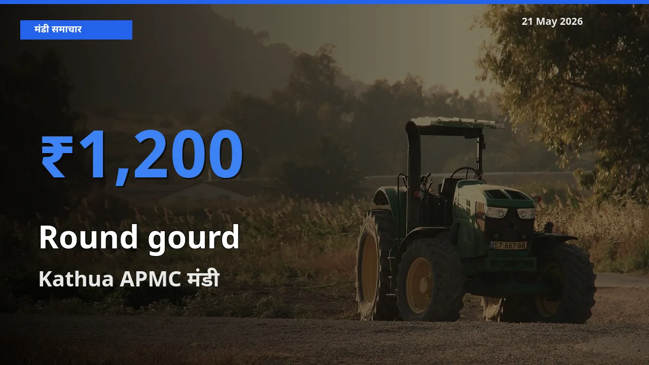 Kathua APMC में गोल लौकी का आज सबसे ऊँचा भाव