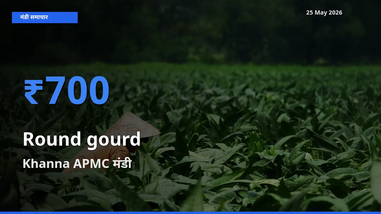 Khanna APMC में गोल लौकी का आज सबसे ऊँचा भाव