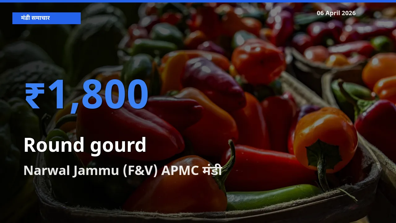आज गोल लौकी के सबसे ऊँचे दाम ₹1,800 Narwal Jammu (F&V) APMC मंडी में