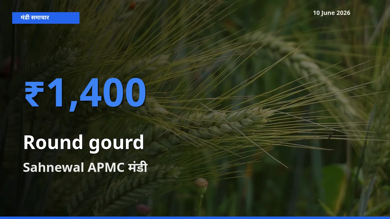 Sahnewal APMC मंडी में आज गोल लौकी के सबसे ऊँचे दाम दर्ज
