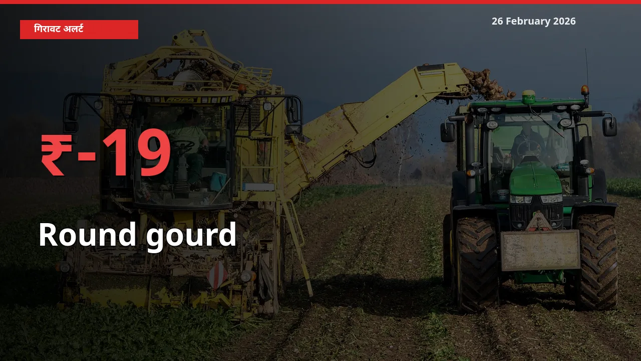Round gourd 18.92% गिरा, मंडी