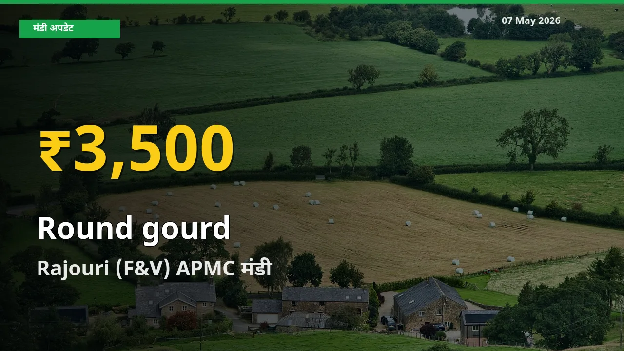गोल लौकी के भावों में जबरदस्त उछाल, Rajouri (F&V) APMC में नया उच्च स्तर