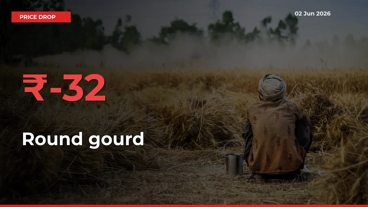 Round gourd Prices Drop 32.35% – June 02 Market Update from Mandis
