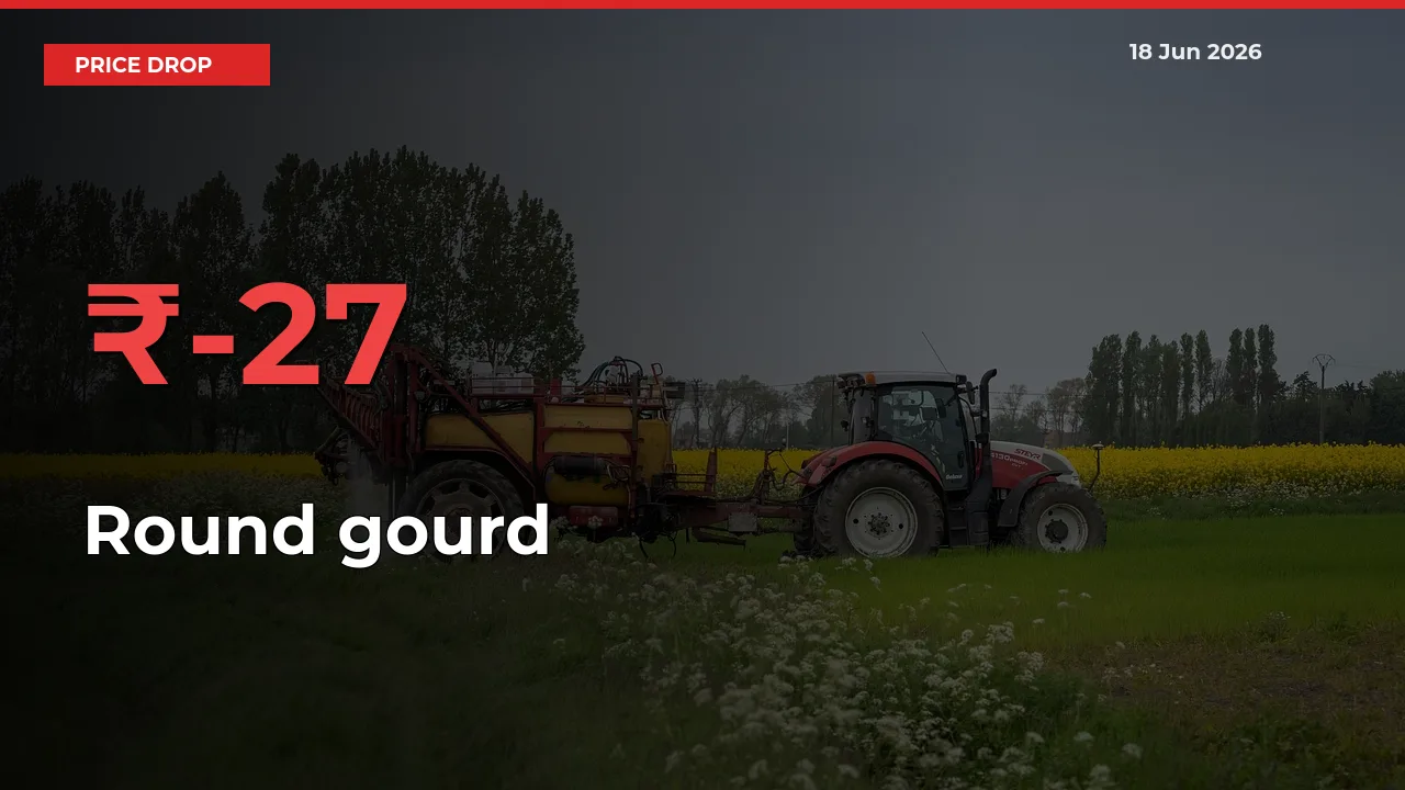 Round gourd Prices Drop 26.61% – June 18 Market Update from Mandis