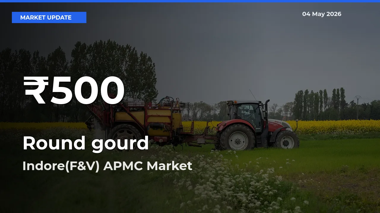 Round gourd Hits 30-Day Low in Indore(F&V) APMC
