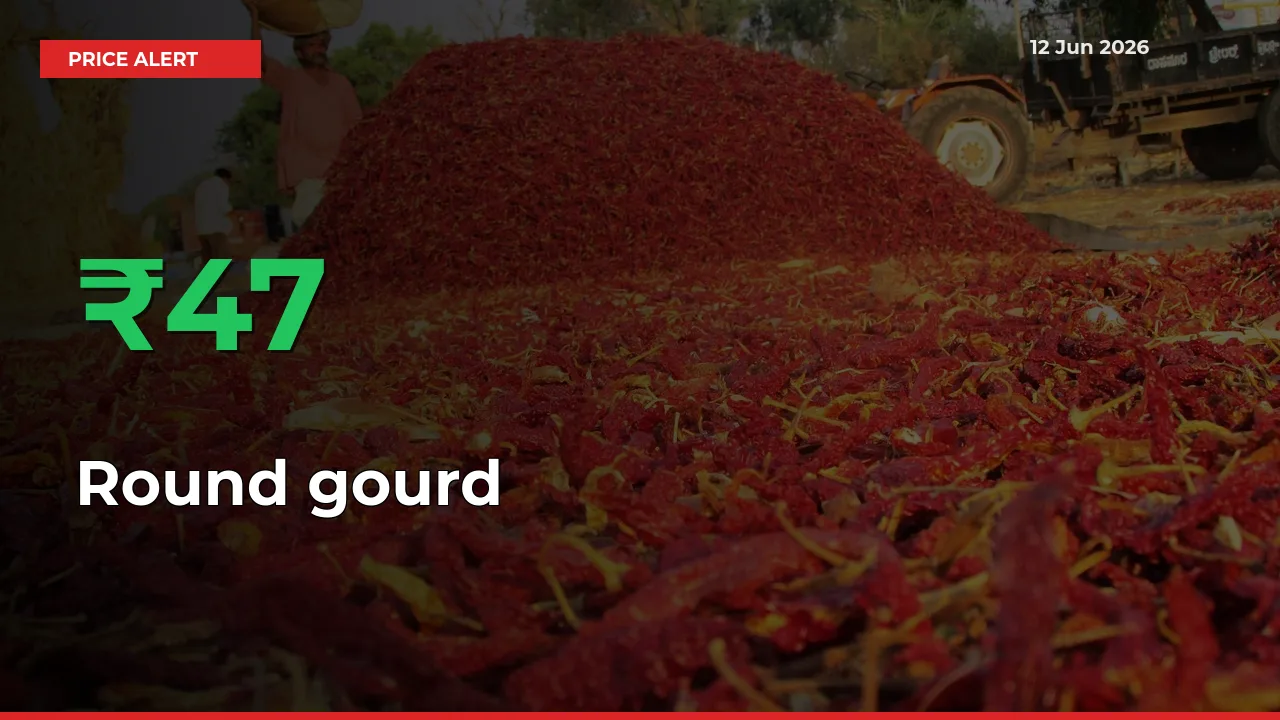 Round gourd Rises 47.37% at Mandis