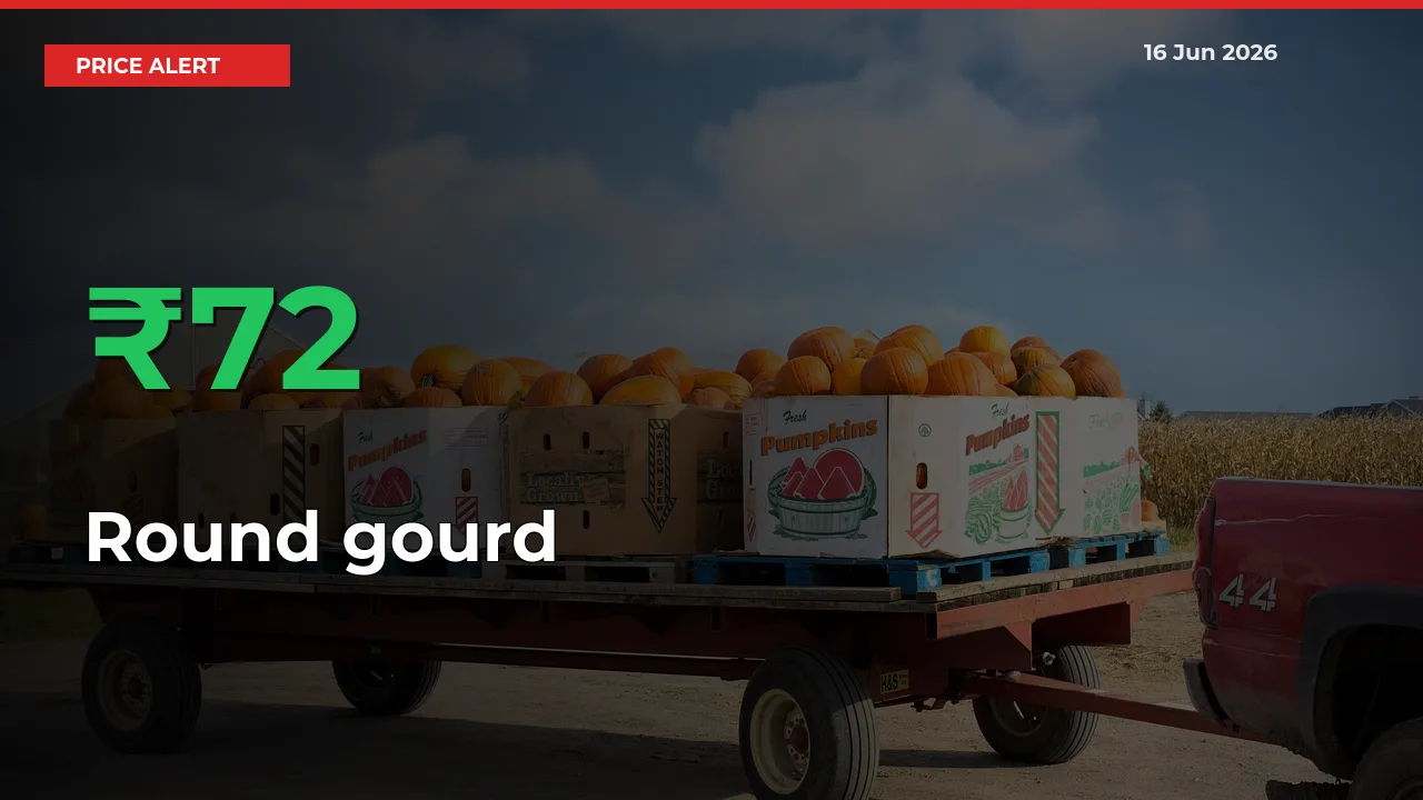 Why Round gourd Prices Rose 72.06% in a Day at Mandis