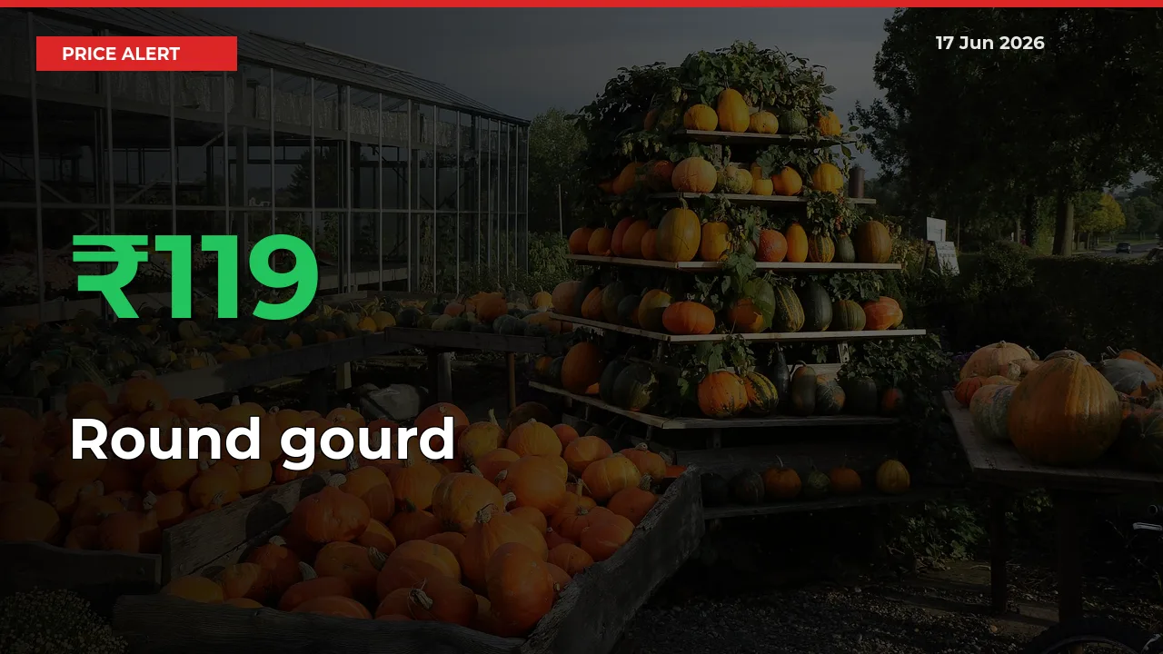 Round gourd Prices Rise 118.75% in a Day at Major Mandis