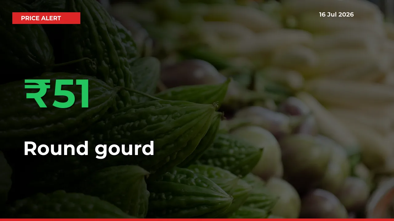 Sharp Jump! Round gourd Prices Climb 50.62% in 24 Hours at Key Mandis