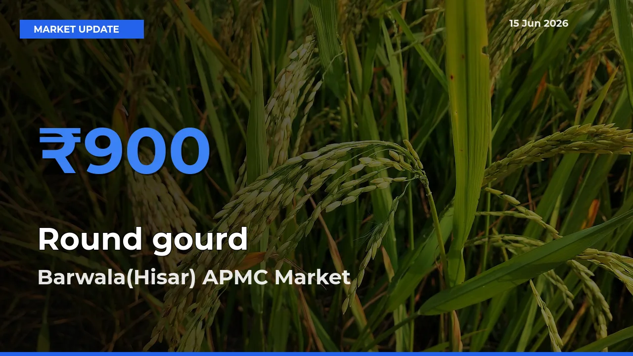 Barwala(Hisar) APMC Records Highest ₹900 Rate for Round gourd