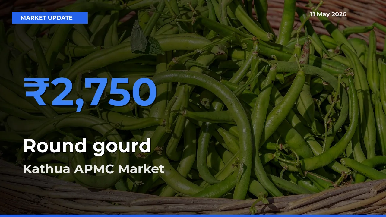 Kathua APMC Tops Round gourd Mandi Rates Today