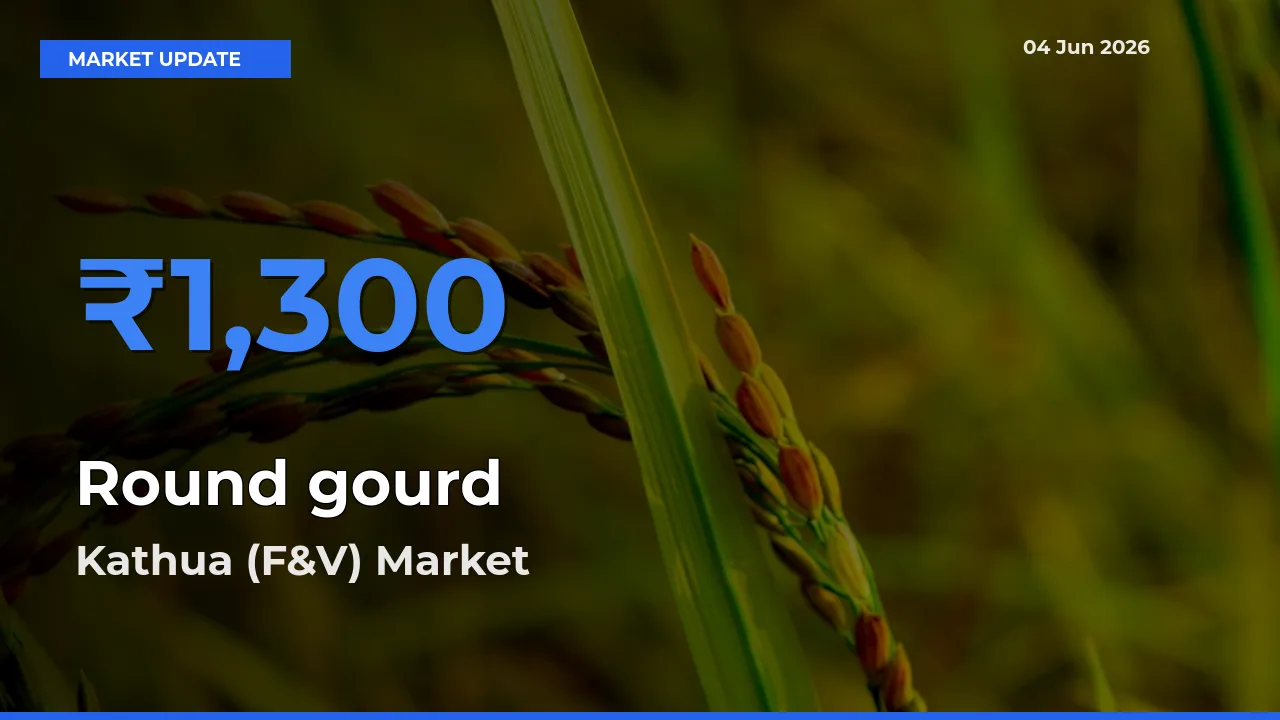 Kathua (F&V) Emerges as Top Mandi for Round gourd Prices Today