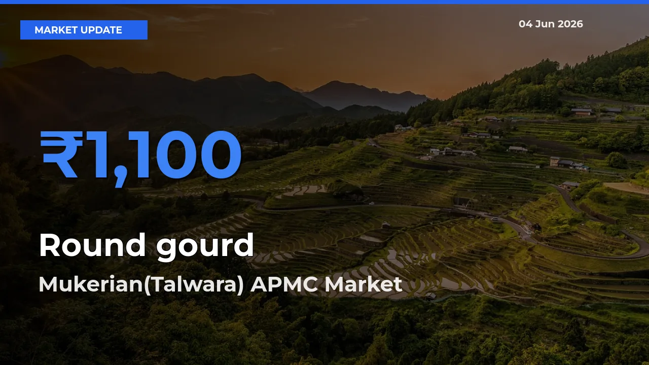 Mukerian(Talwara) APMC Emerges as Top Mandi for Round gourd Prices Today