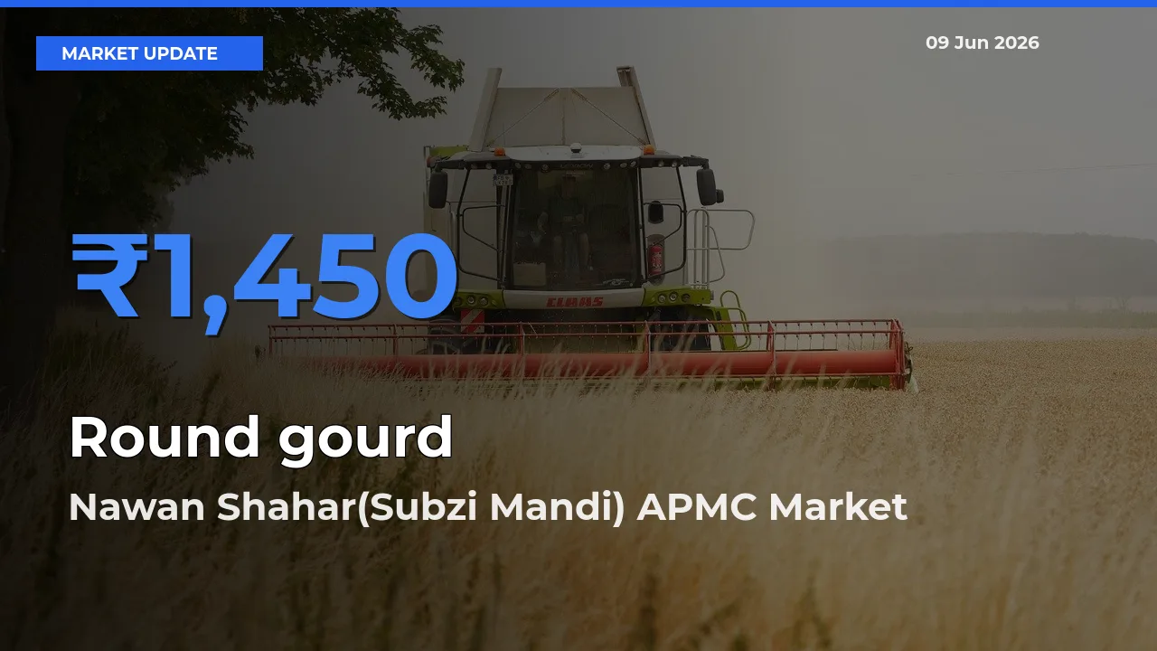 Round gourd Mandi Rate Today: Nawan Shahar(Subzi Mandi) APMC Tops the List