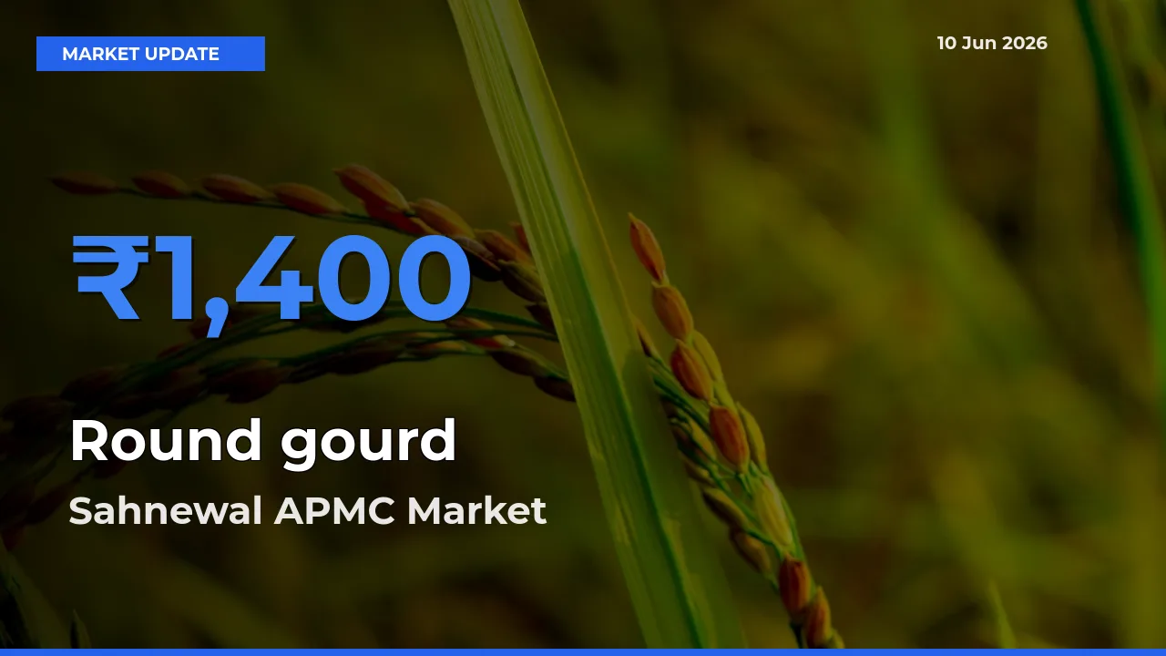 Sahnewal APMC Leads as Top Mandi for Round gourd Prices