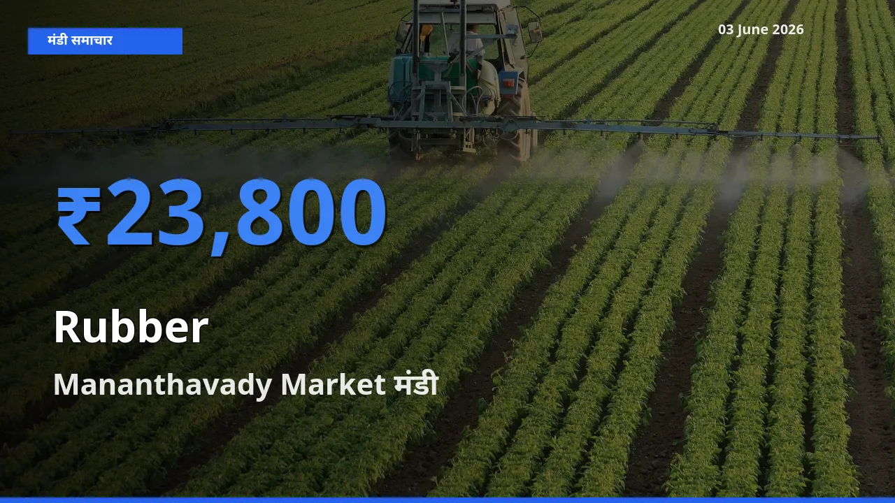 Mananthavady Market में रबड़ का आज सबसे ऊँचा भाव