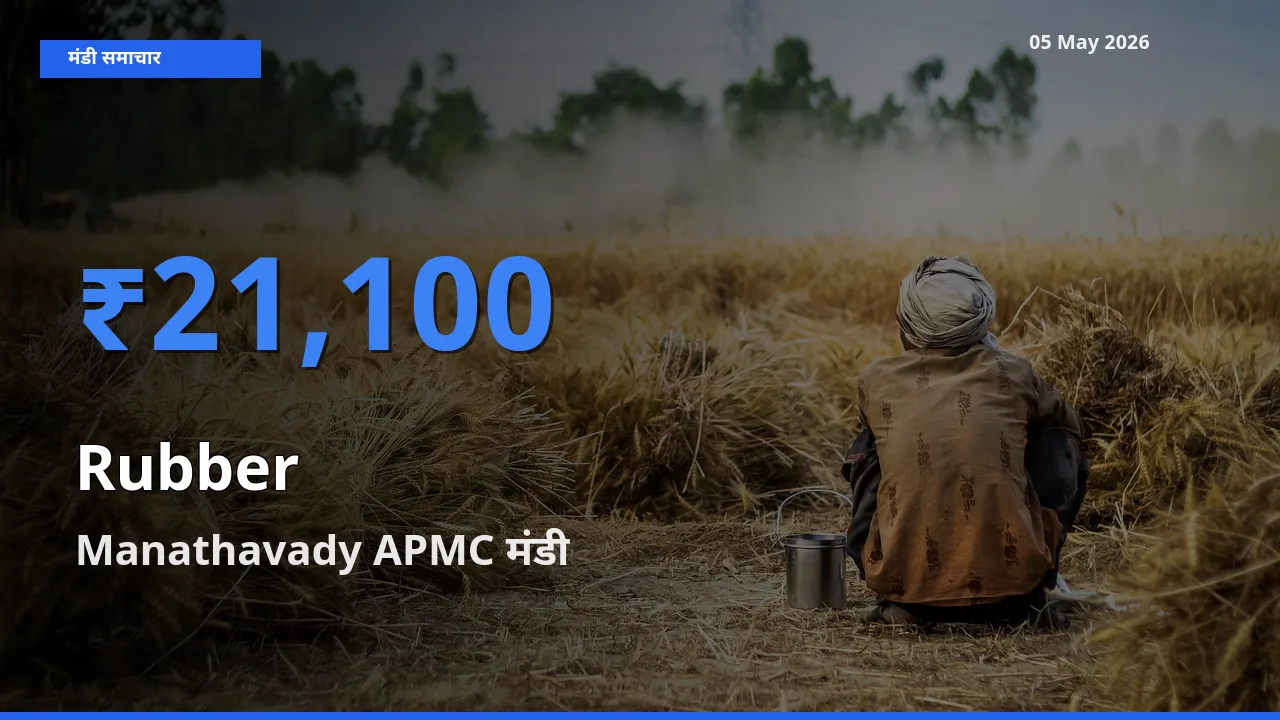 Manathavady APMC में रबड़ का आज सबसे ऊँचा भाव