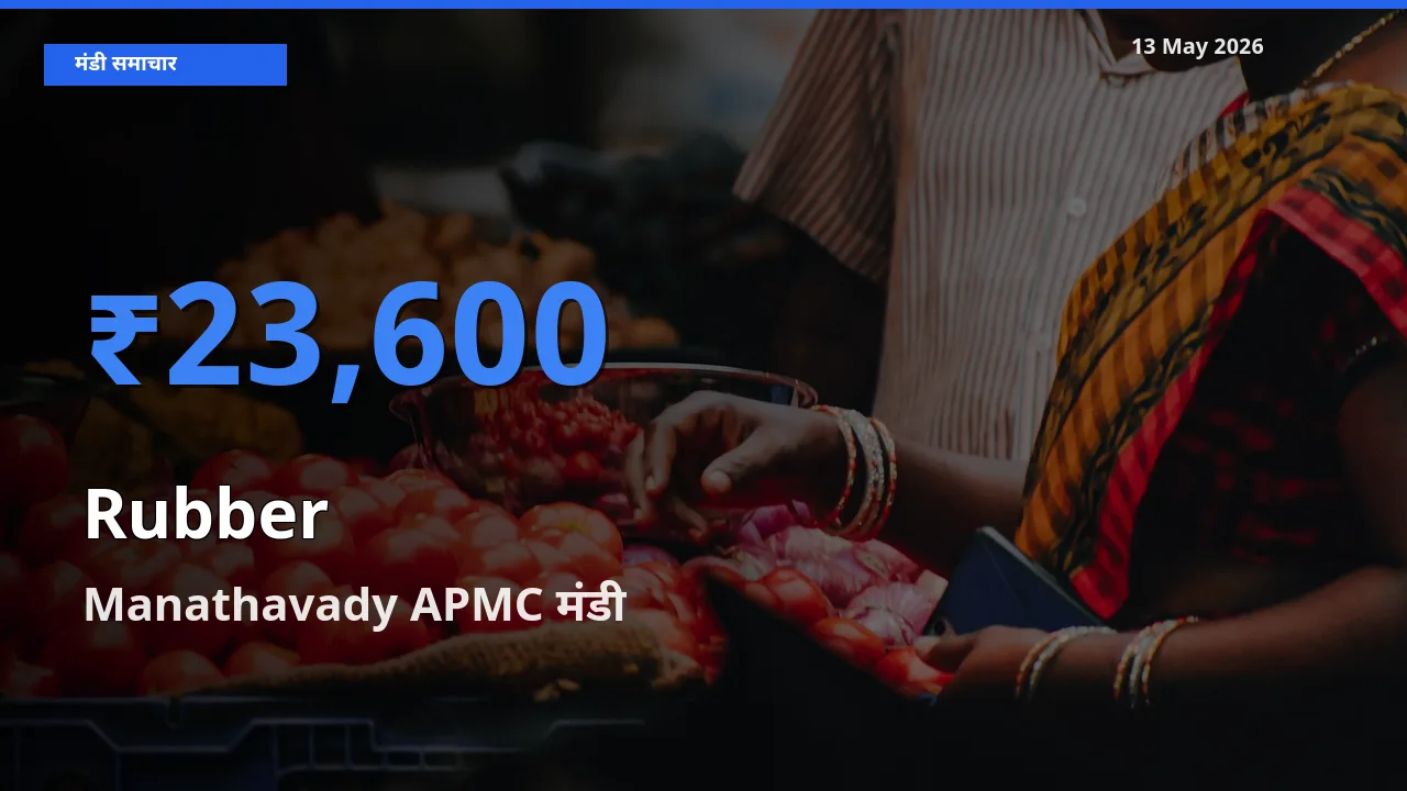 Manathavady APMC मंडी में रबड़ ₹23,600 पर पहुँचा – आज का सर्वोच्च भाव