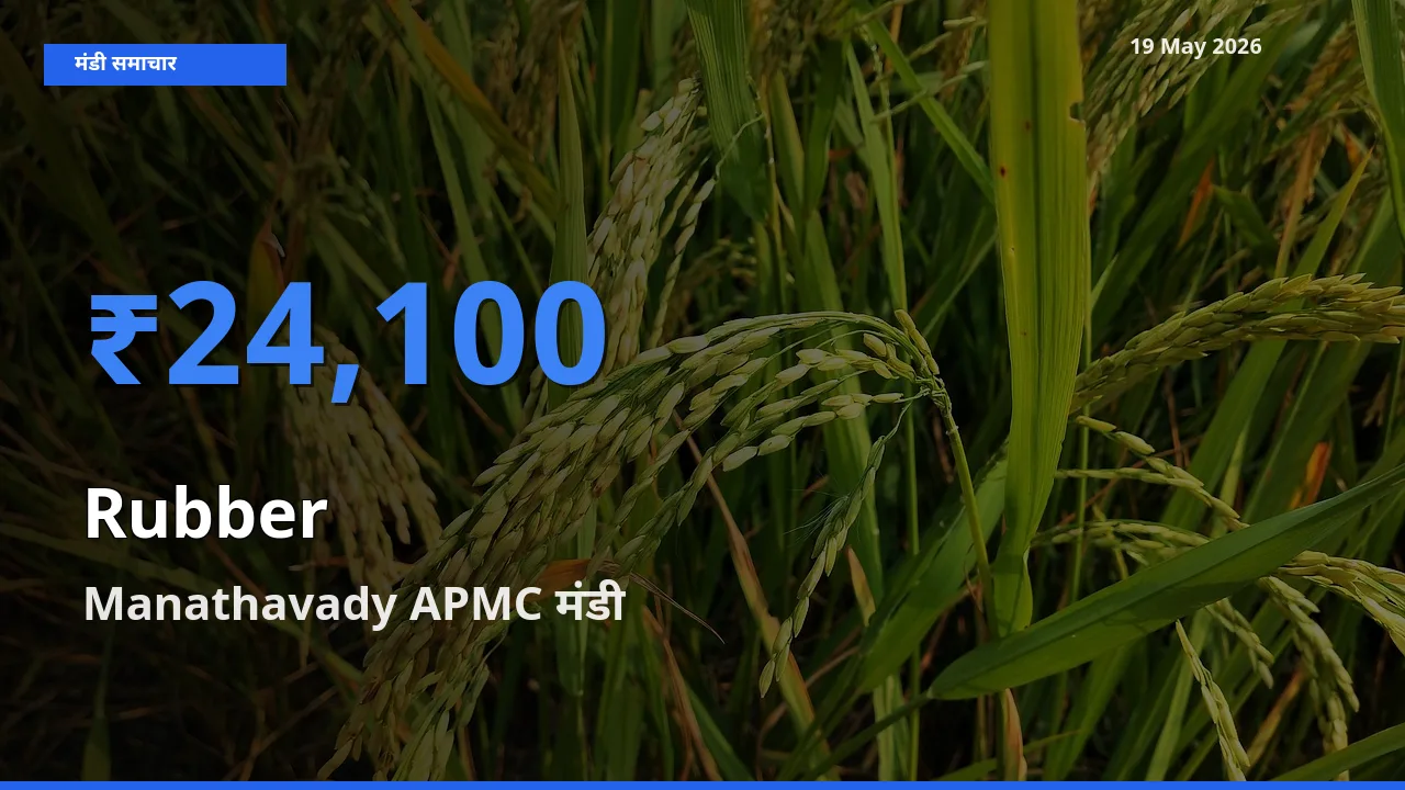 Manathavady APMC मंडी में रबड़ ₹24,100 पर पहुँचा – आज का सर्वोच्च भाव