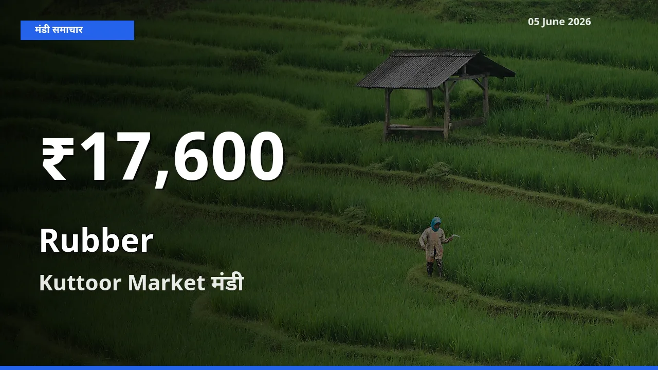 रबड़ के दामों में गिरावट, Kuttoor Market में 30 दिन का न्यूनतम भाव