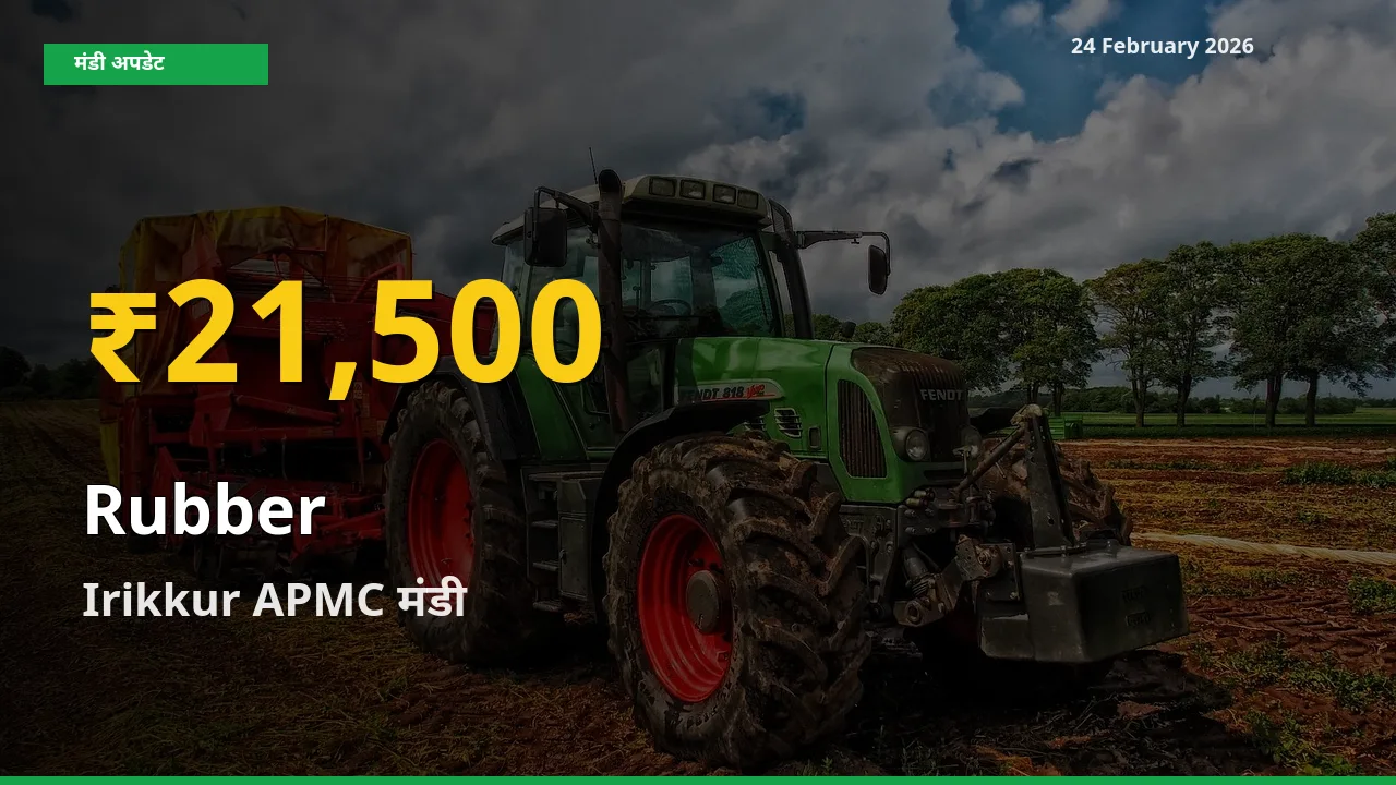 आज का मंडी भाव: Irikkur APMC में Rubber सबसे ऊँचे स्तर पर