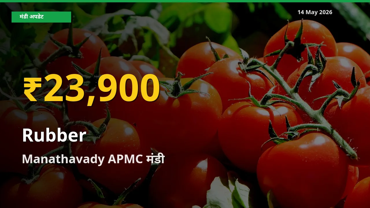 रिकॉर्ड तेज़ी! Manathavady APMC में रबड़ ₹23,900 पर पहुँचा