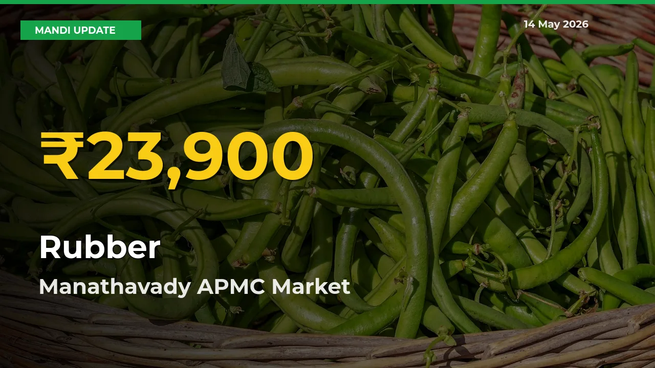 Rubber Mandi Rate Surges Today in Manathavady APMC – Highest Level in 30 Days
