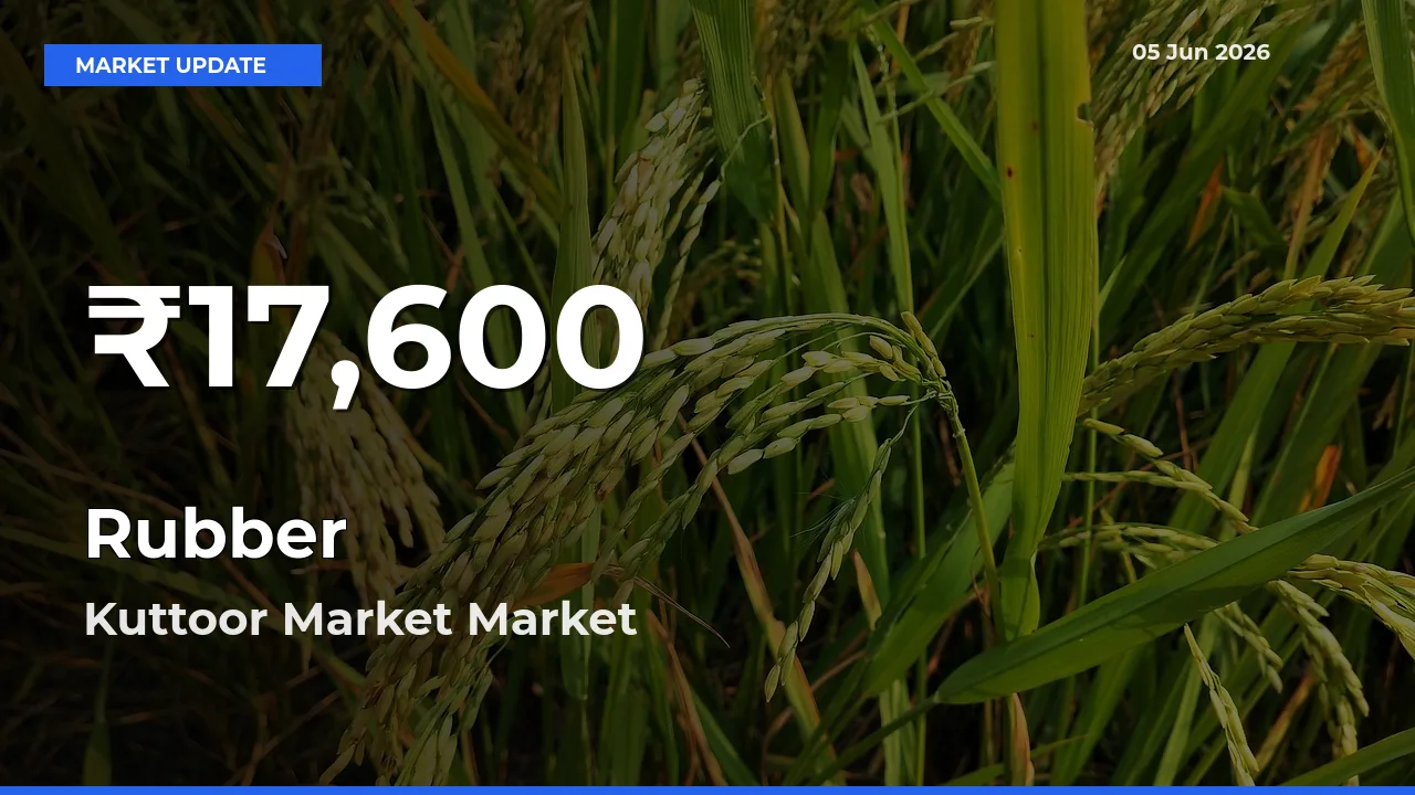 Why Rubber Prices Slumped in Kuttoor Market – 30-Day Low Today