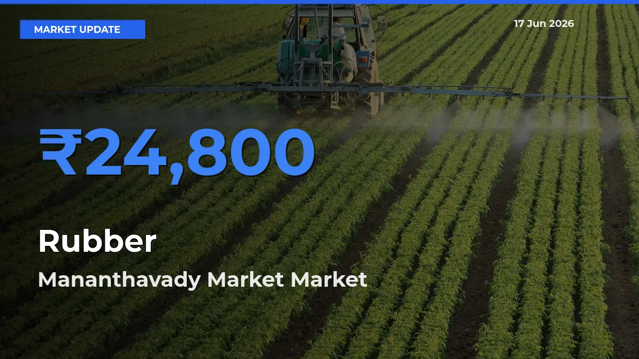 Rubber Mandi Rate Today: Mananthavady Market Tops the List