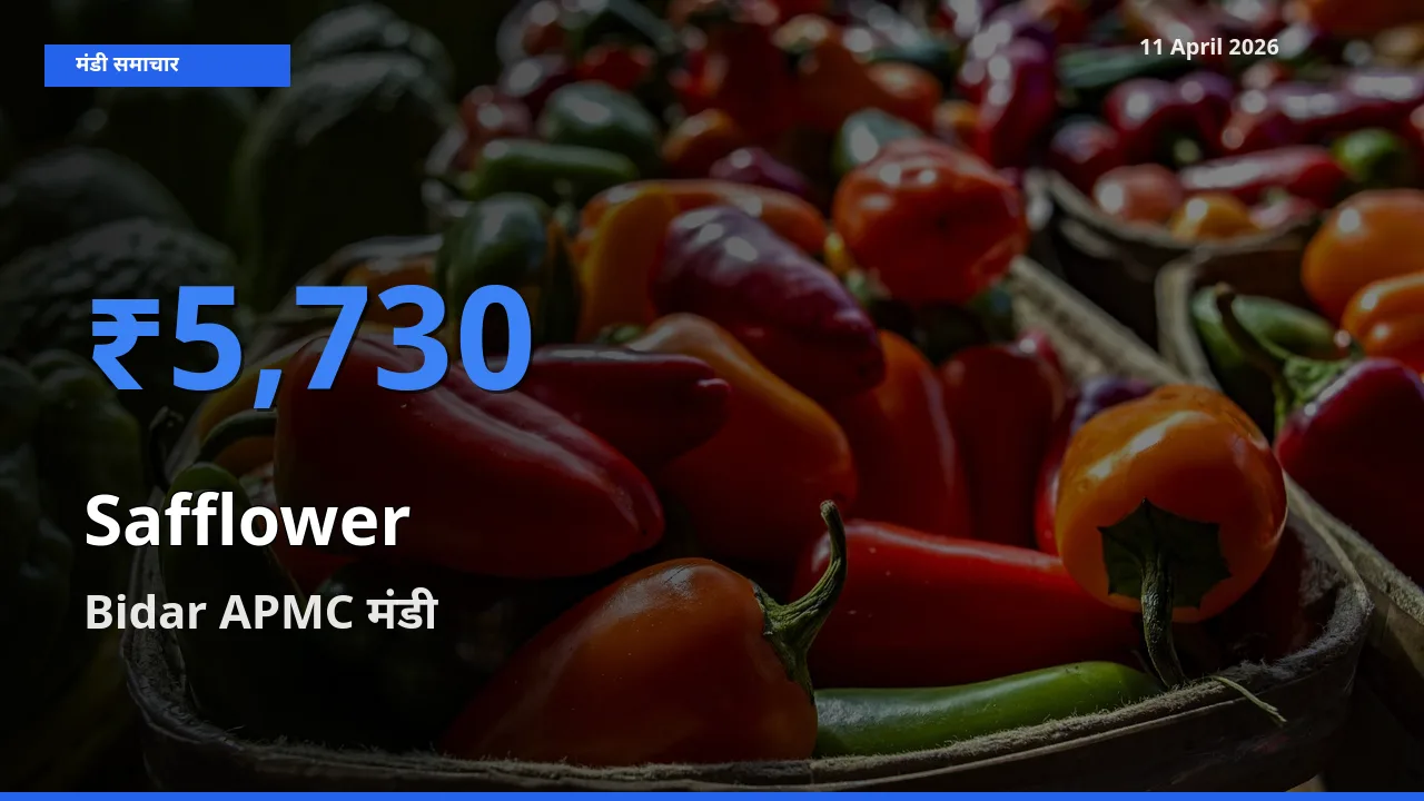 11 April अपडेट: कुसुम के सबसे ऊँचे दाम Bidar APMC मंडी में