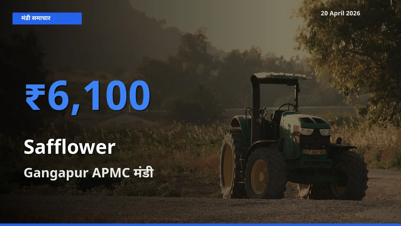 Gangapur APMC में कुसुम का आज सबसे ऊँचा भाव
