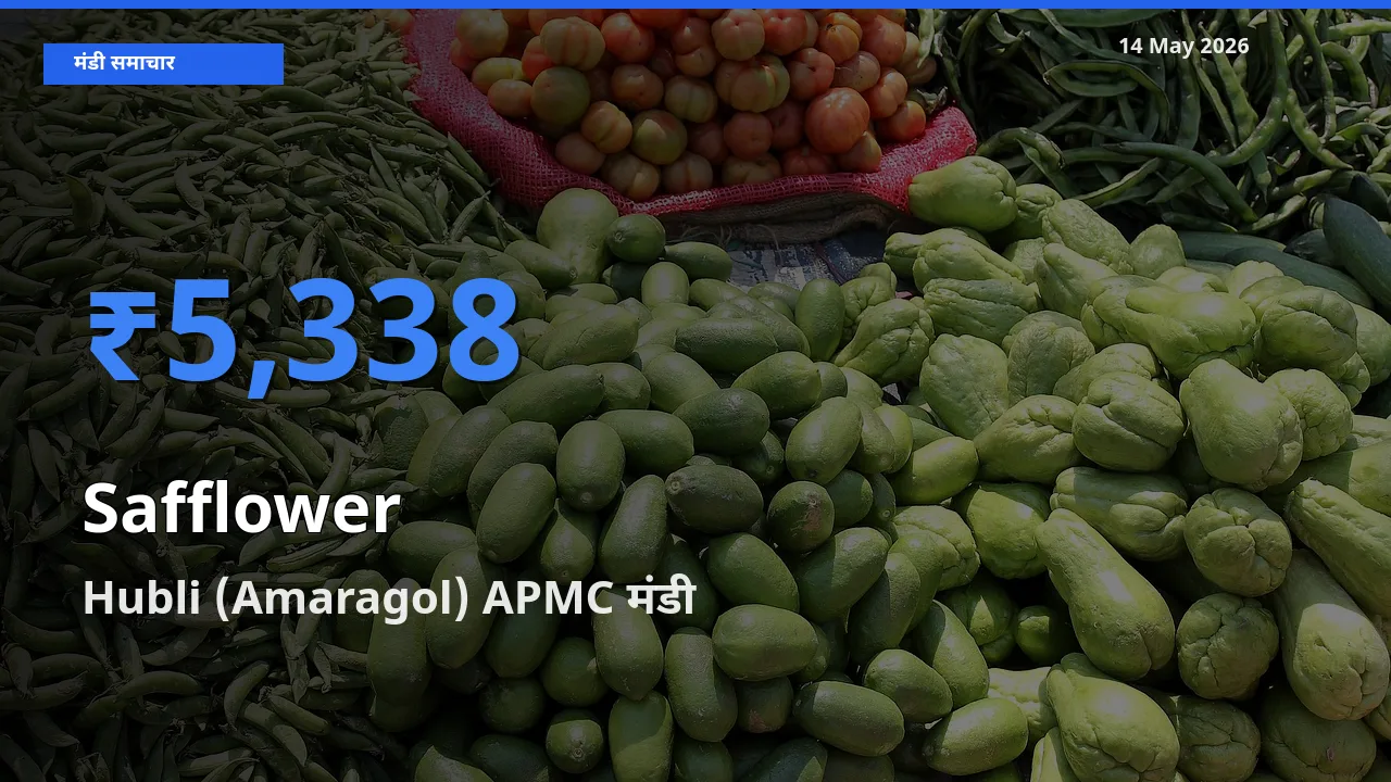 Hubli (Amaragol) APMC में कुसुम का आज सबसे ऊँचा भाव