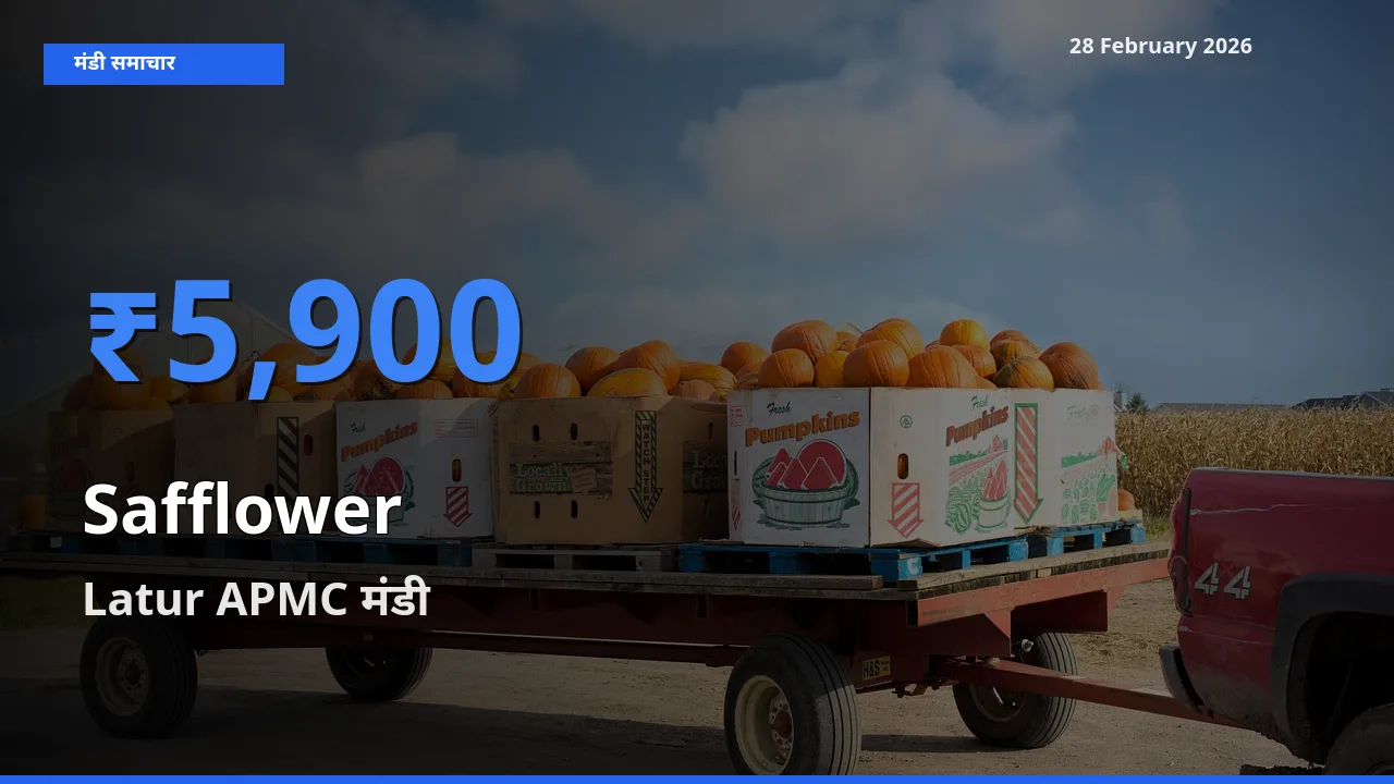 किसानों की पसंद बना Latur APMC, Safflower के सबसे अच्छे दाम