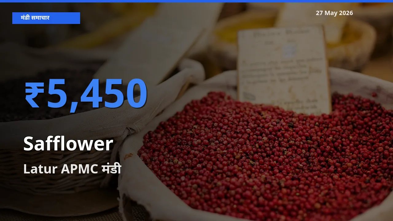 आज कुसुम के सबसे ज़्यादा दाम Latur APMC मंडी में दर्ज