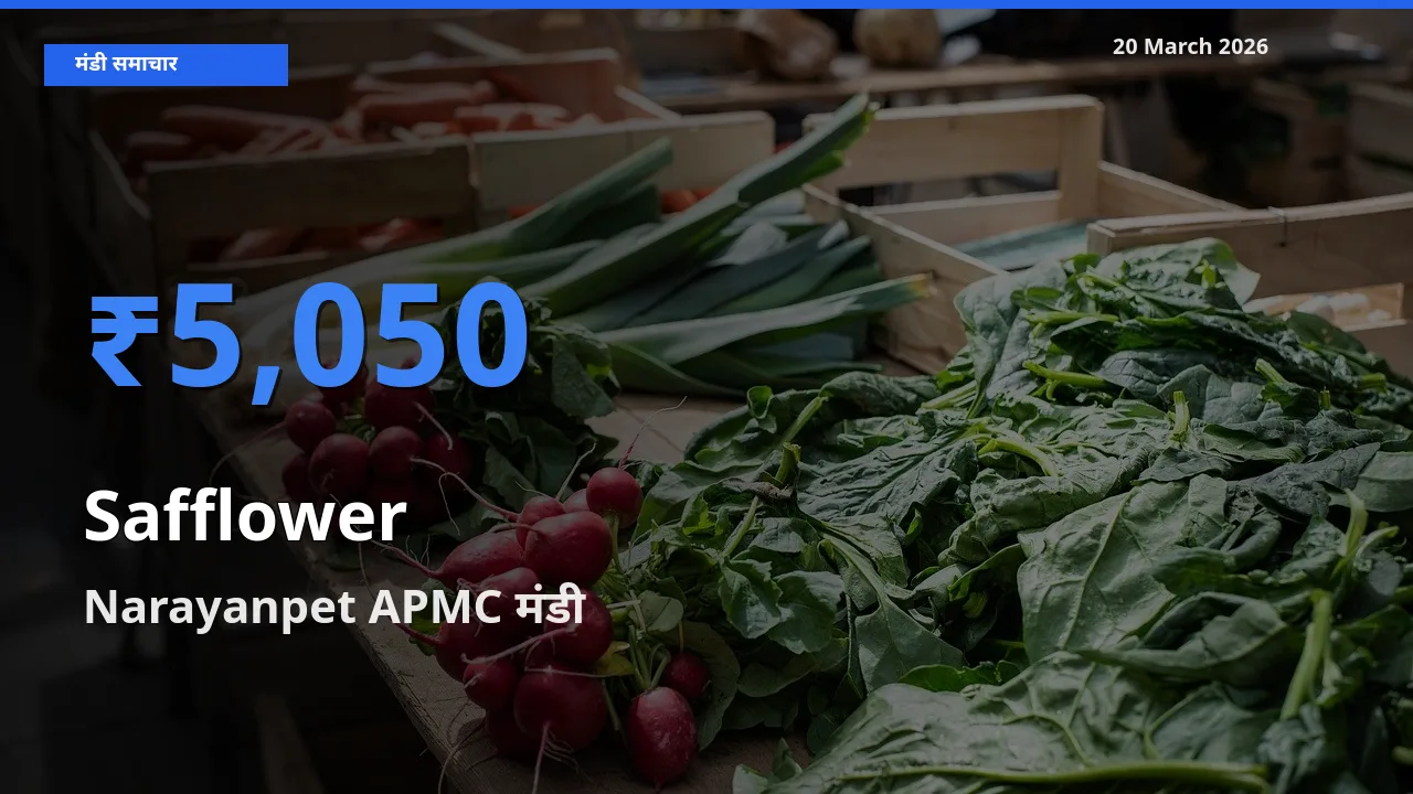 किसानों की पसंद बना Narayanpet APMC, कुसुम के सबसे अच्छे दाम