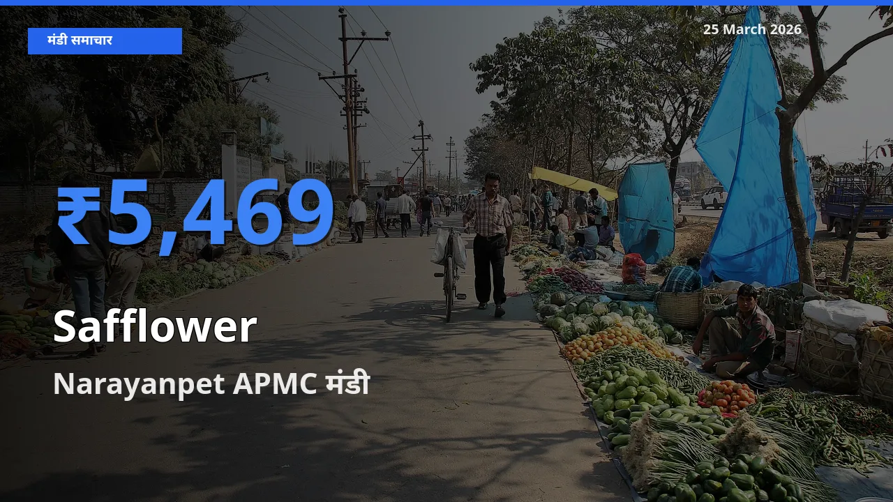 Narayanpet APMC मंडी में आज कुसुम के सबसे ऊँचे दाम दर्ज