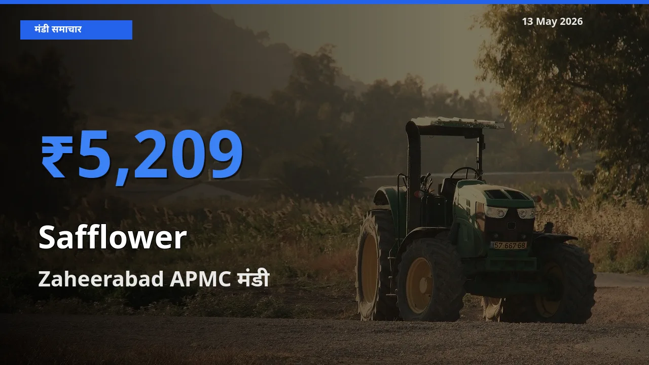 आज कुसुम के सबसे ज़्यादा दाम Zaheerabad APMC मंडी में दर्ज