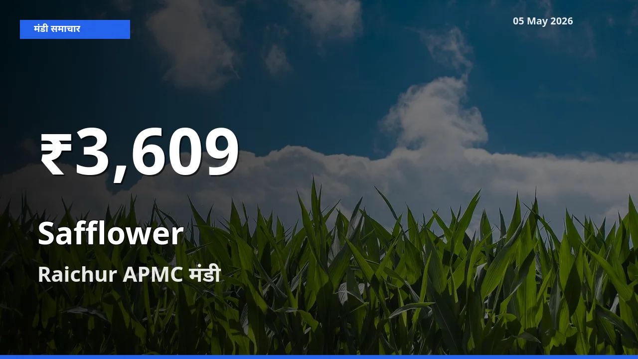 Raichur APMC में कुसुम ₹3,609 पर गिरा – 30 दिन का न्यूनतम भाव