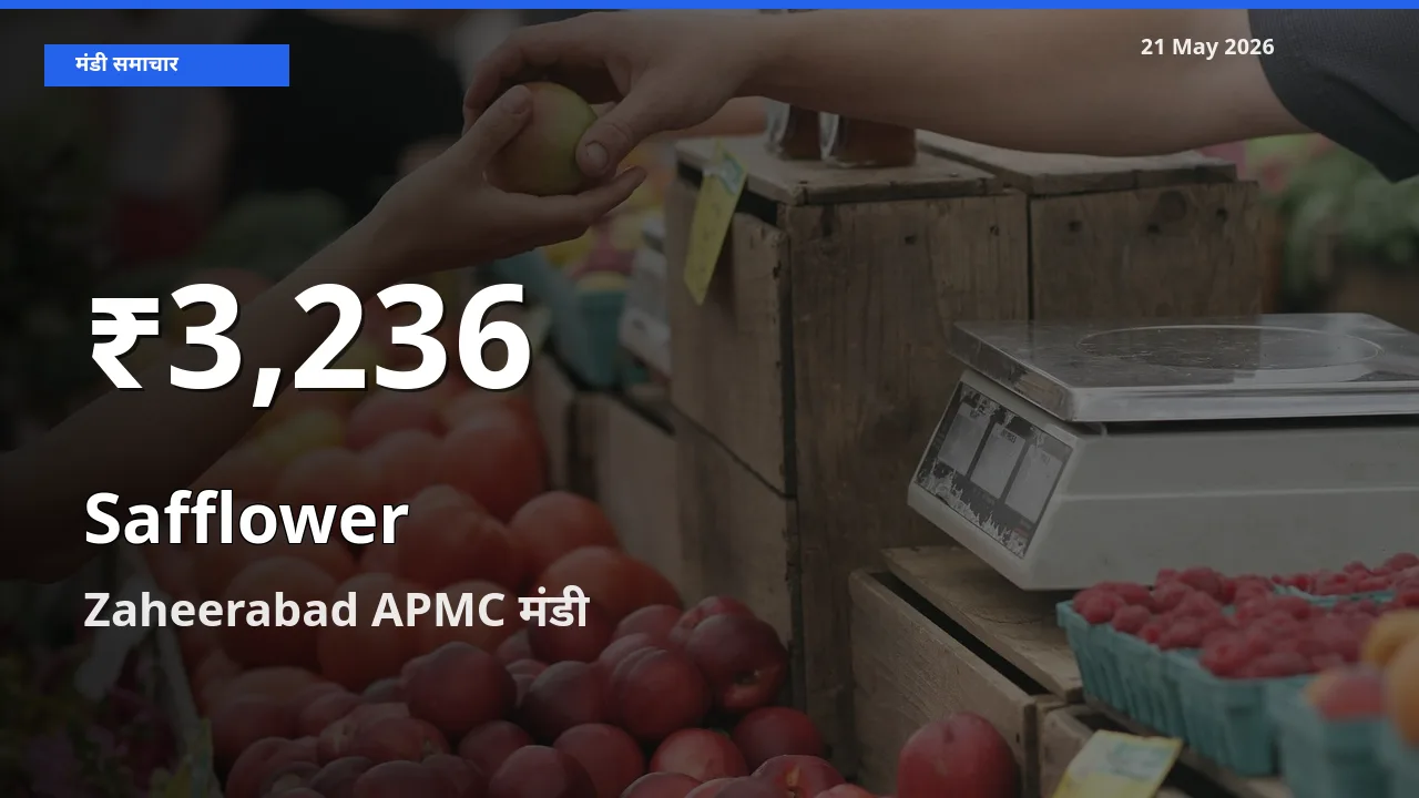 तेज़ गिरावट! Zaheerabad APMC में कुसुम के दाम 30 दिन के निचले स्तर पर