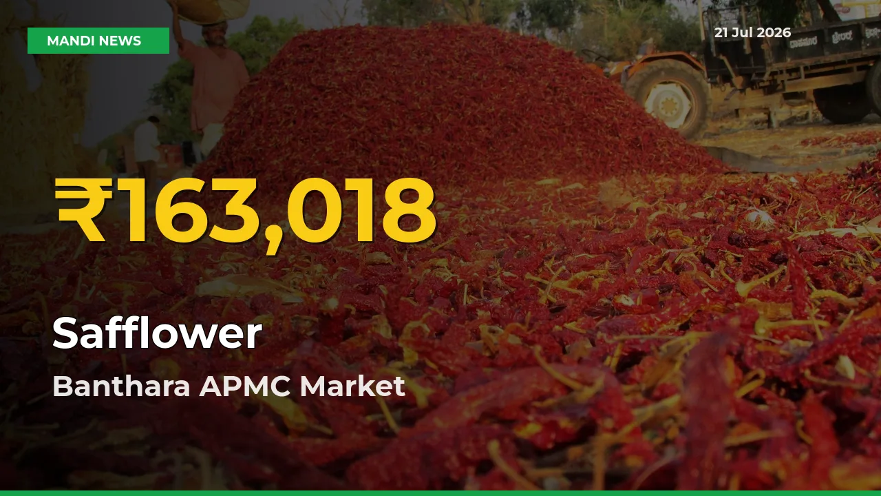 Safflower Price Hits New High in Banthara APMC Today – Check Latest Mandi Rates