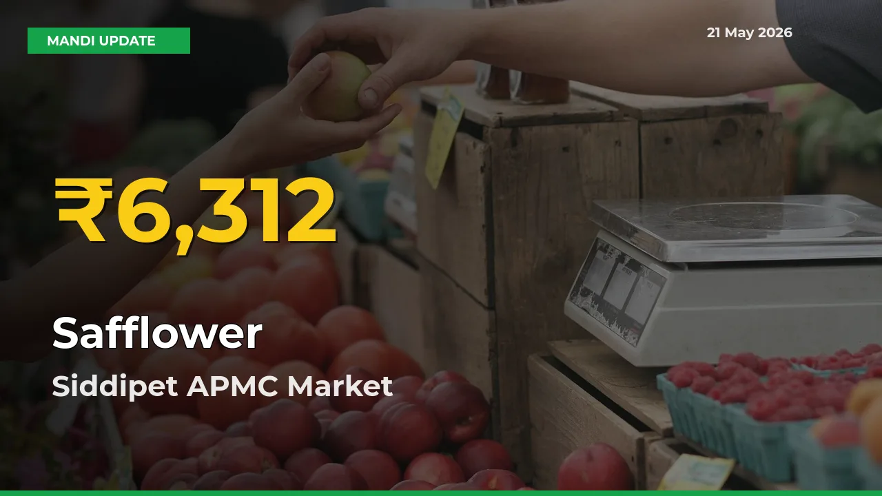 Why Safflower Prices Are Climbing in Siddipet APMC – Today’s New High Explained
