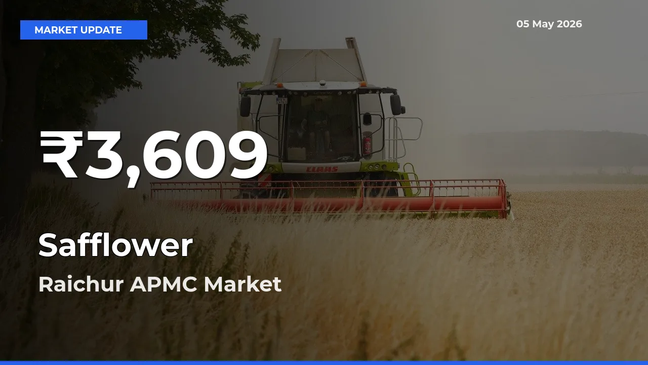 Safflower Prices Touch 30-Day Low in Raichur APMC – May 05 Update