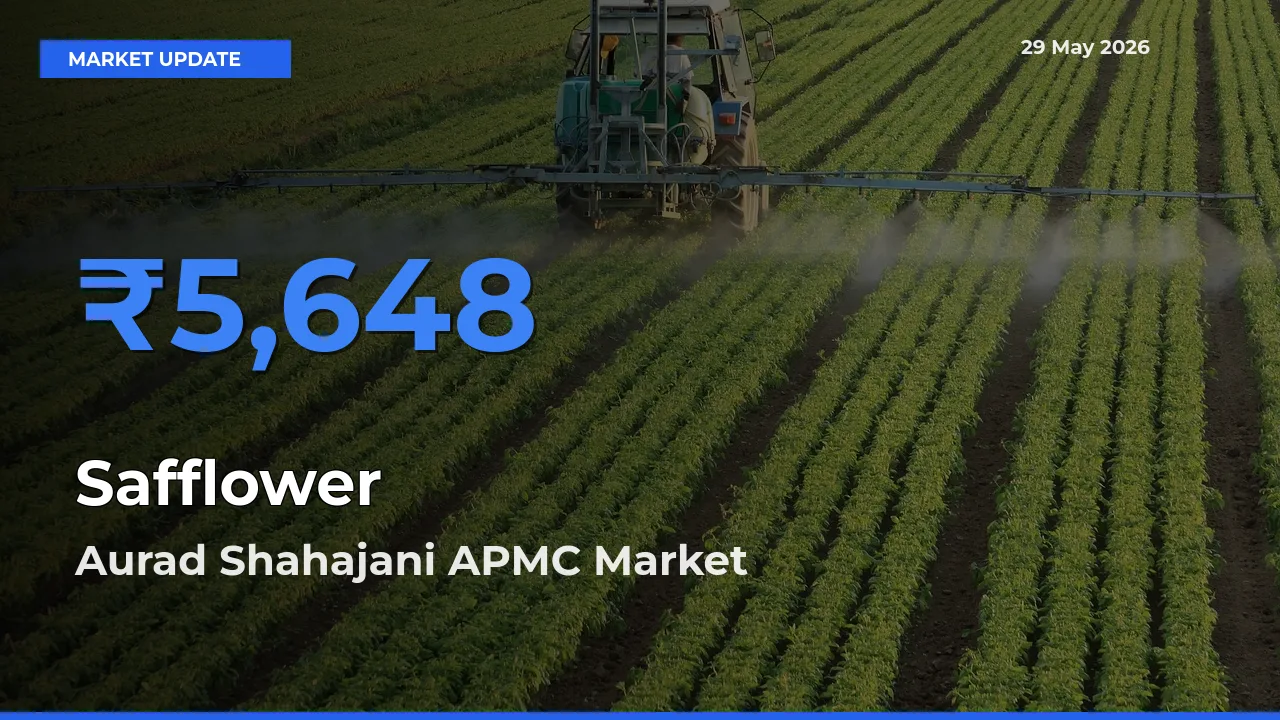 Aurad Shahajani APMC Records Highest ₹5,648 Rate for Safflower