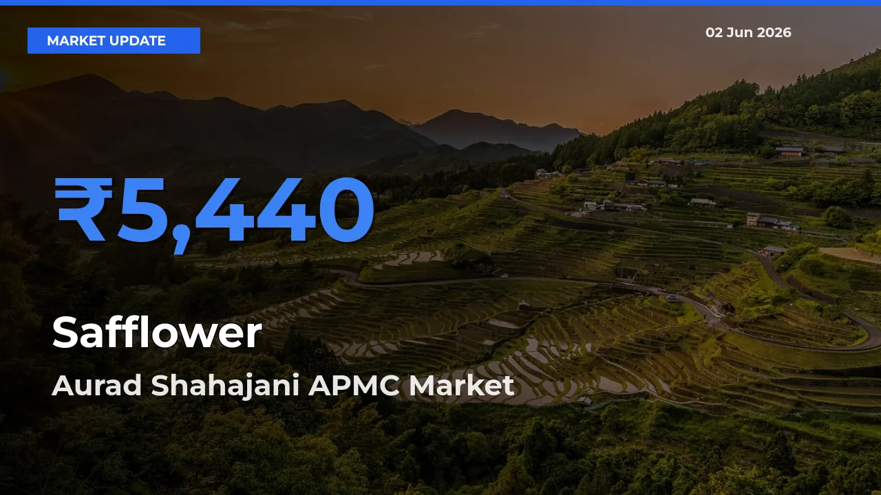 Aurad Shahajani APMC Tops Safflower Mandi Rates Today
