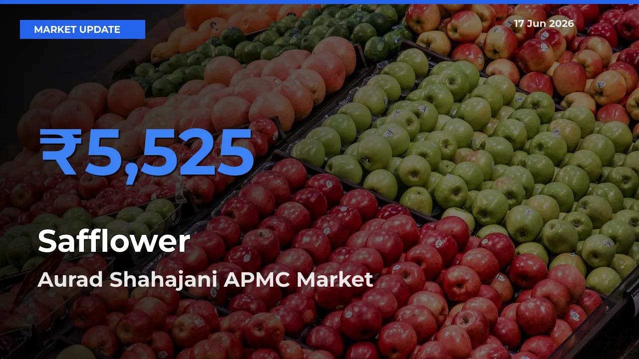 Aurad Shahajani APMC Offers ₹5,525 – Highest Safflower Rate Today