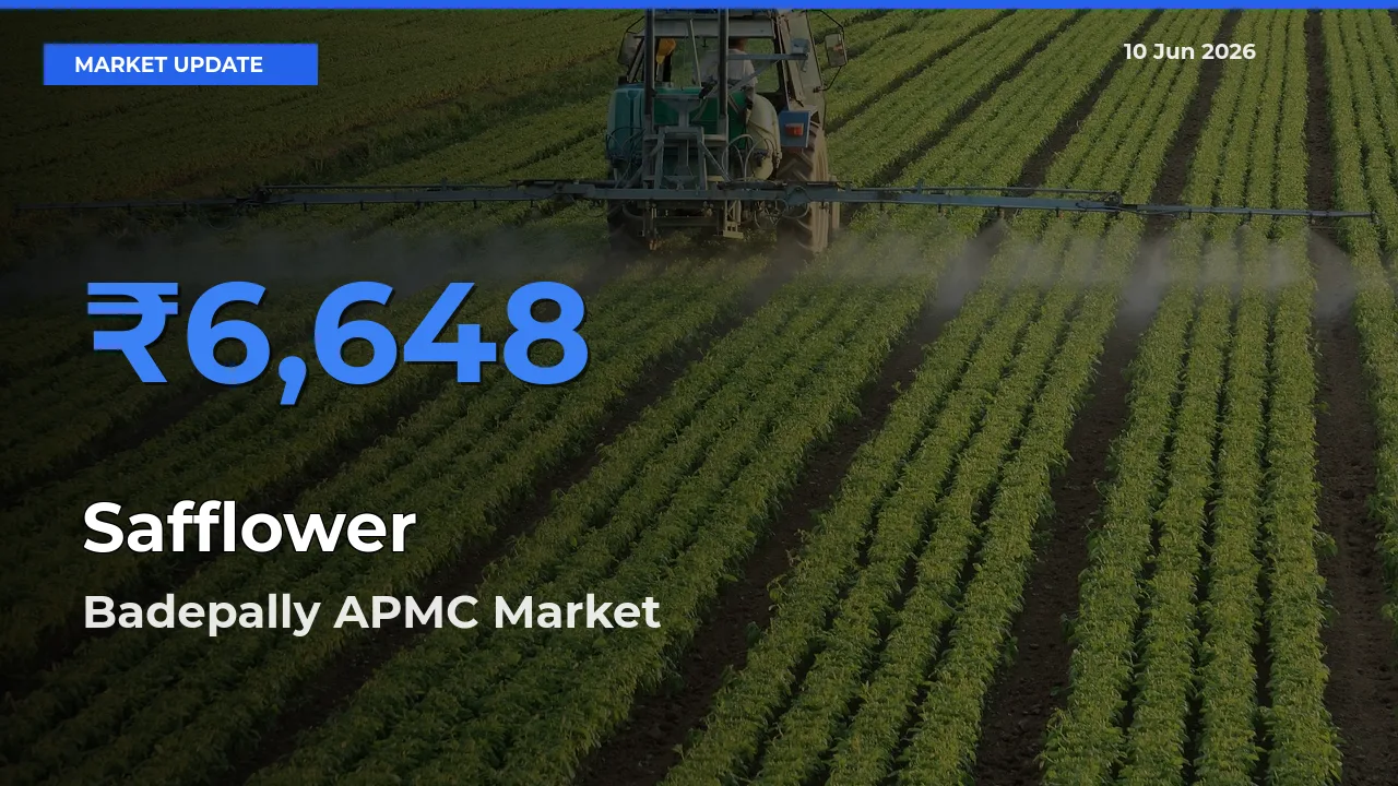 Badepally APMC Tops Safflower Mandi Rates Today