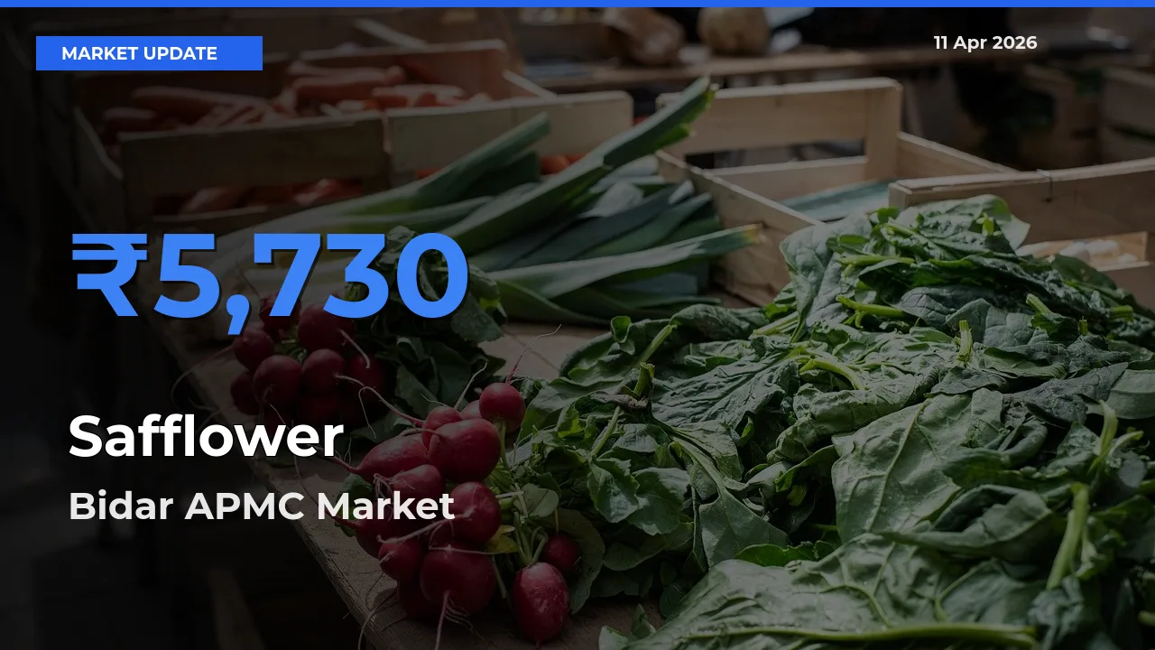 Bidar APMC Offers ₹5,730 – Highest Safflower Rate Today